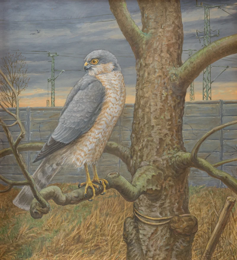 der Sperber, 2022, Mischtechnik auf Platte, 60 × 55 cm